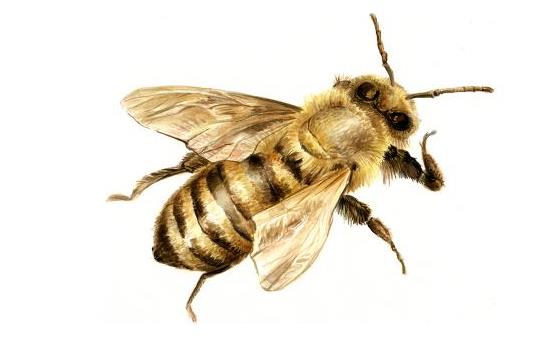Bezpiecznie dla pszczół - komunikat - zdjęcie ilustracyjne